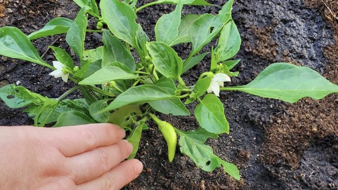 Pepper seed and transplant mixups abound across the U.S. this year. Aimee Ring of the Facebook Sacramento Gardening Group planted this pepper that a friend grew from seed, thinking it was a purple bell. It clearly isn't.