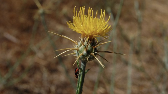 This spiky weed, the yellow starthistle, is invasive across California, and very dangerous to horses.