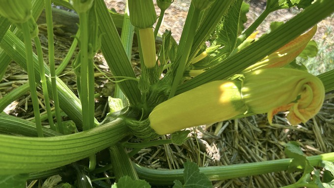 Keep an eye on zucchini and other summer squashes in this heat -- they can grow quickly. This variety is "Cube of Butter" summer squash.