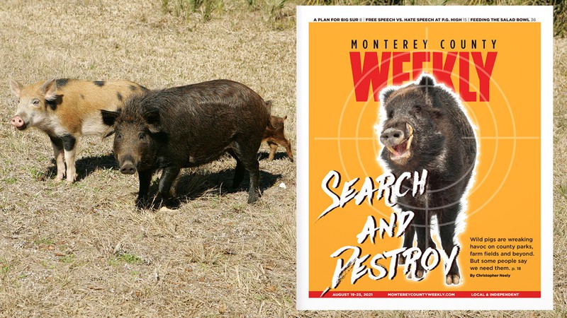 In its Aug. 19 issue, Monterey County Weekly explores the four-legged vandals who are wreaking havoc in parks, fields and forests.