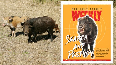 Image caption: In its Aug. 19 issue, Monterey County Weekly explores the four-legged vandals who are wreaking havoc in parks, fields and forests.