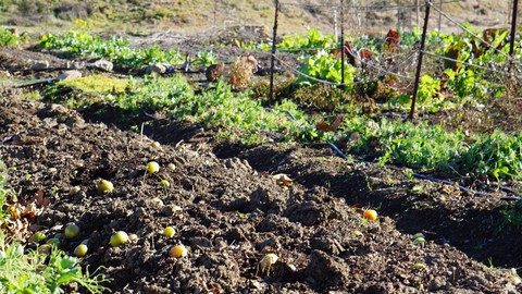 Image caption: Some small composting facilities, made necessary by a methane-reduction law,  have been set up in or near community gardens.