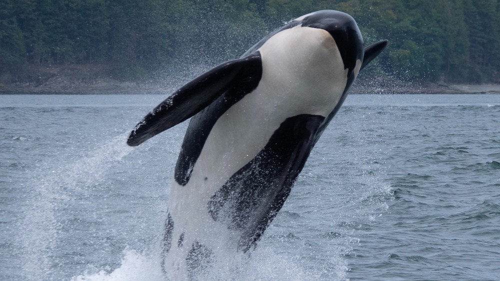 Noise pollution and climate change threaten the orca species.