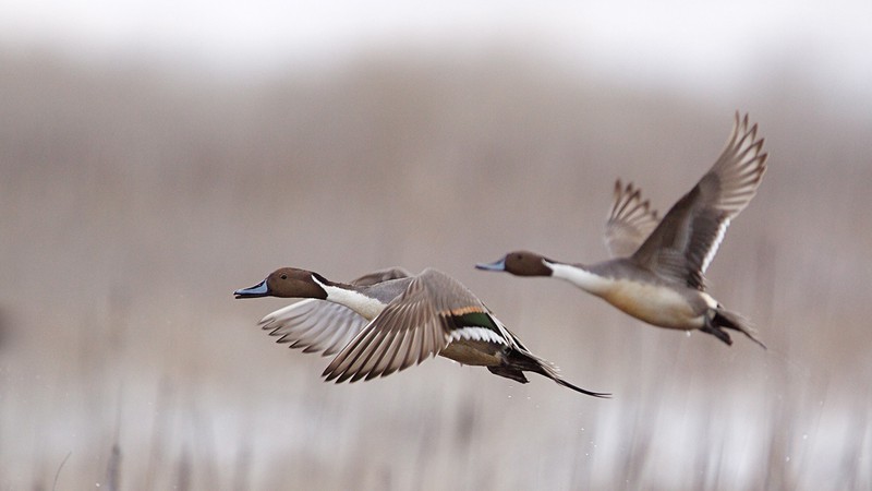 Northern pintails and many other species of waterfowl depend on marshland in the Klamath Basin during migration.