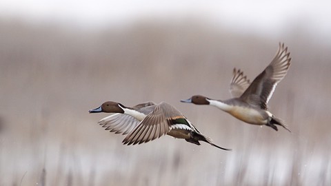 Image caption: Northern pintails and many other species of waterfowl depend on marshland in the Klamath Basin during migration.