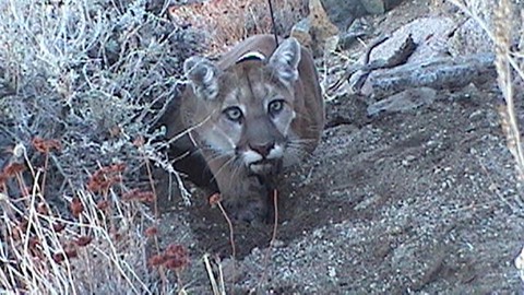 Image caption: Mountain lions and many other species are in danger from collisions with cars.