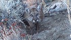 Image for display with article titled Five California Wildlife Crossings Where Animals Can Avoid Being Struck By Cars