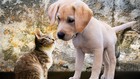 Image for display with article titled Animal Welfare in California: State Lags in Pet-Friendliness, New Laws Aim To Make it Better