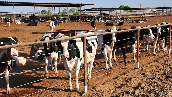 Image caption: Dairy products are California’s top agricultural commodity, but the industry is often criticized for its impact on the environment.
