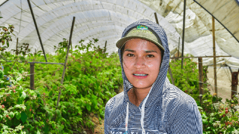 Image caption: A farmworker takes a break from picking raspberries inside a hoop-house in the Salinas Valley.