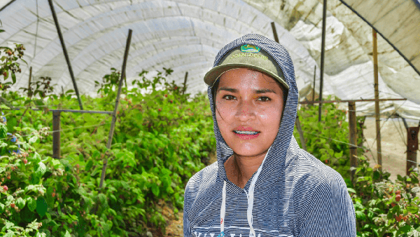 A farmworker takes a break from picking raspberries inside a hoop-house in the Salinas Valley.