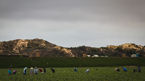 Image caption: The 1965 law known as the Williamson Act has been responsible for keeping about half of California's farmland out of the hands of developers.