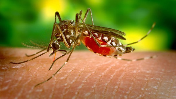 Mosquitos kill about 725,000 people every year, worldwide.