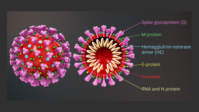 Image caption: Structure of Corona Virus