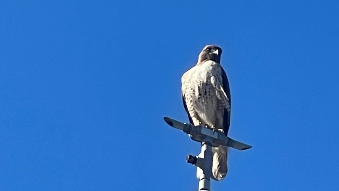 Image caption: A red-tailed hawk on a light pole overlooking downtown Santa Cruz.