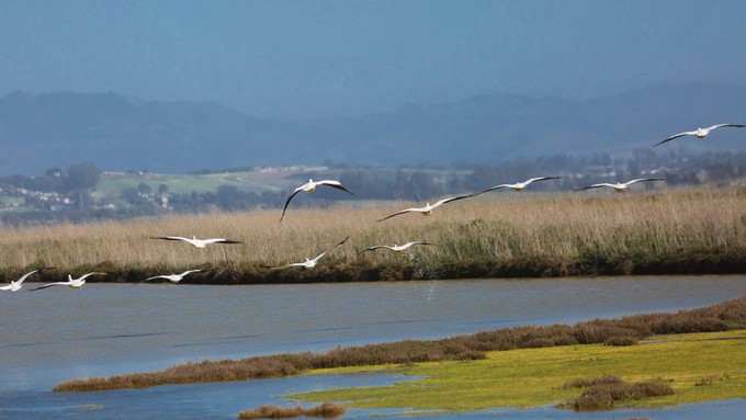 White Pelicans glide above a slough in south Santa Cruz County.