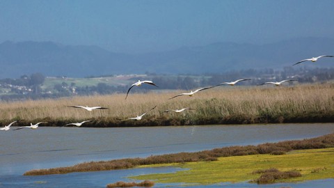 Image caption: White Pelicans glide above a slough in south Santa Cruz County.