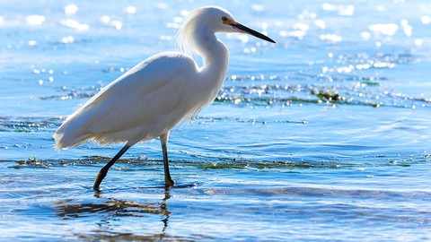 Image caption: A snowy egret on the hunt.