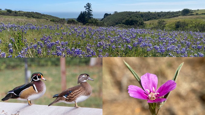 Image caption: Breeding wood ducks, blooming coastal bush lupines, and farewell-to-spring blossom are among the summer delights in Santa Cruz County.