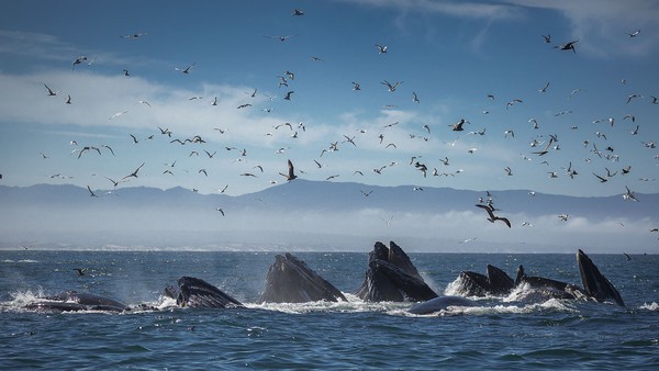Humpback whales, one of the region’s most theatrical summer visitors.