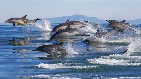 Image caption: The deep waters of the Monterey Bay shelter an array of marine mammals.