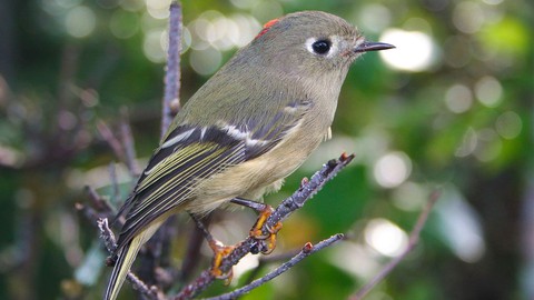 Image caption: Watch for the tiny ruby-crowned warbler as it heads south from its boreal breeding range.