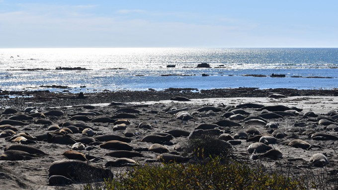 Image caption: The winter solstice brings king tides, mating elephant seals and other natural wonders.