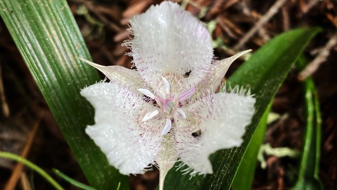 Image caption: When walking around this spring, keep an eye out for the stunning Calochortus lily.