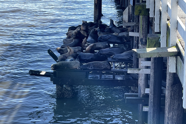 The sea lions (and more rarely, the harbor seals) of the Monterey Bay find a noisy, barking, snoring perch in the timbers of the Santa Cruz Municipal Wharf.