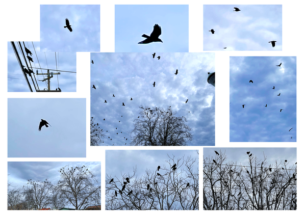 Sometimes, toward dusk, hundreds, if not thousands, of crows gather in Santa Cruz and yell at each other from the treetops and rooftops overlooking the downtown strip between Center and Front Streets. 
Creepy. Glorious. Wear a hat.