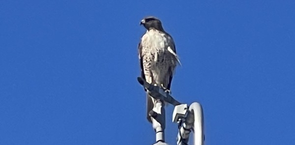 A Red-tail hawk atop a light pole.
Thought it was a Cooper's Hawk, was set right by the experts:
"The brown bellyband with a clear upper breast are great field marks that a Coop will never show at any age."