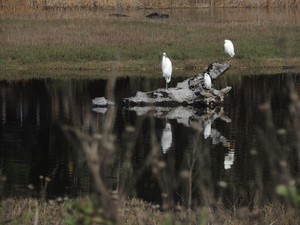 Reflections on egrets