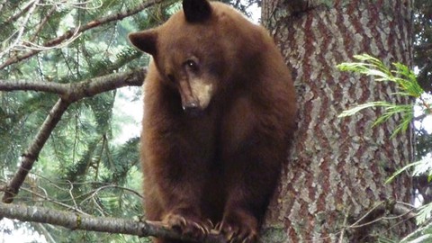 Image caption: Bears get in trouble when humans aren't careful.