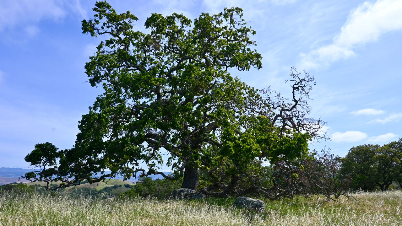 Oak tree against a blue sky