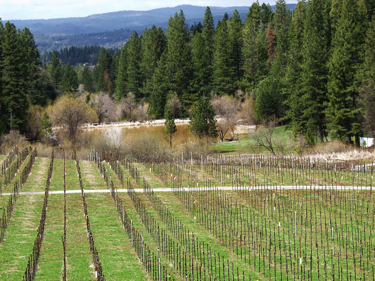 Landscape with vineyard rows in the foreground