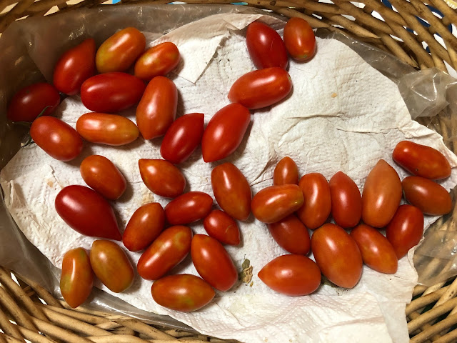 Basket of ripening smaller tomatoes