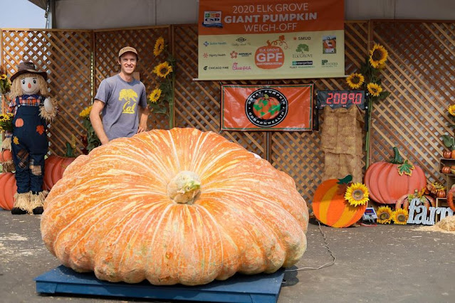 Giant pumpkin and its grower