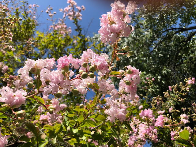 Tree with light pink flowers