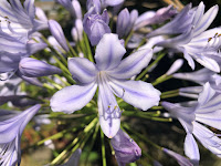 Purple-blue flower