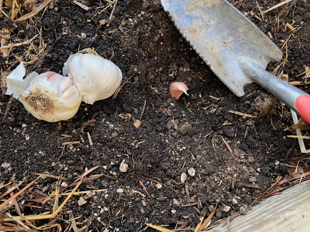 Garlic at planting in a raised bed