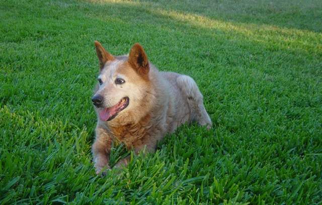 Tan dog on green lawn