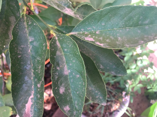 Mud spots on leaves