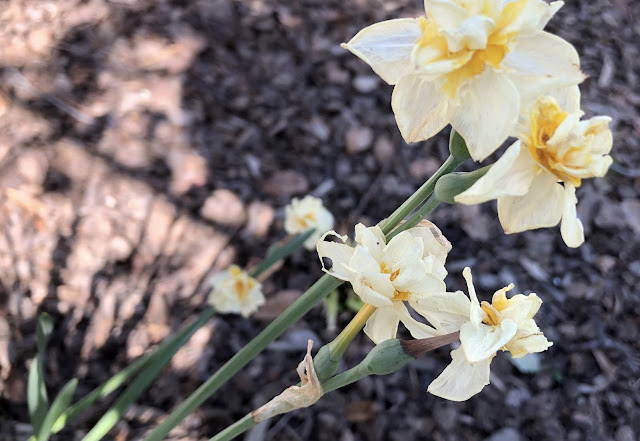 Fading narcissus blooms with green foliage