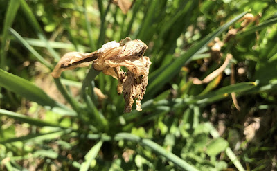 Faded daffodil bloom