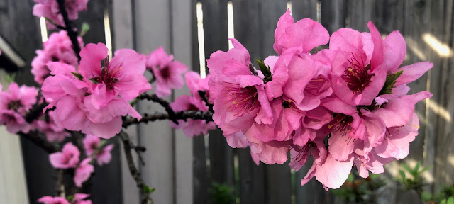 Peach blossoms