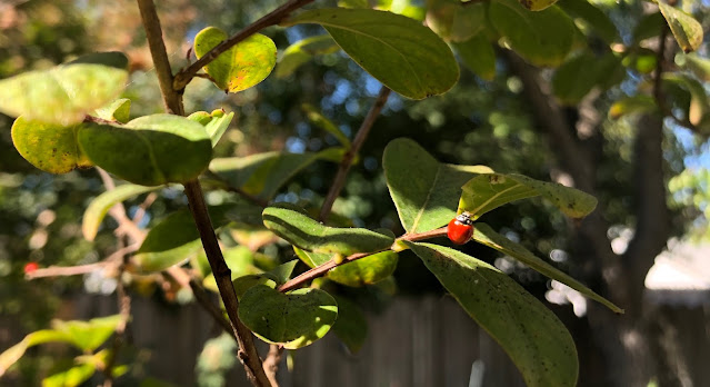 Lady beetle on crape myrtle