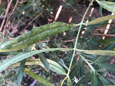 Aphid damage on milkweed leaf