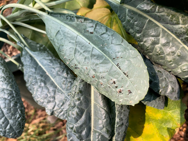 Kale leaves with ash