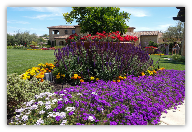 Garden scene with white daisies, purple flowers, shrubs and lawn