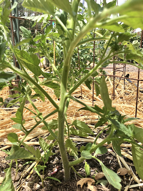 Tomato plant